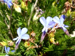 Lobelia pinifolia sepals and fruit